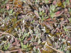 Holosteum umbellatum