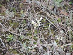 Holosteum umbellatum