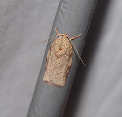 Euchaetis inceptella