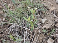 Holosteum umbellatum