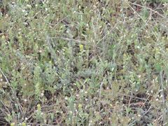 Holosteum umbellatum