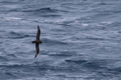 Procellaria