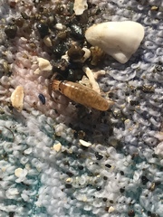 Megalorchestia pugettensis