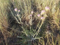 Jurinea ewersmannii