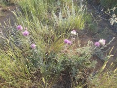 Jurinea ewersmannii