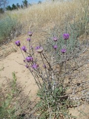 Jurinea ewersmannii