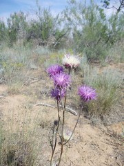 Jurinea ewersmannii