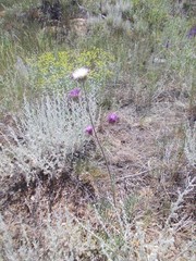 Jurinea ewersmannii
