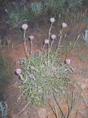 Jurinea ewersmannii