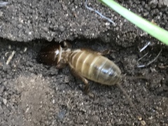 Gryllotalpa australis