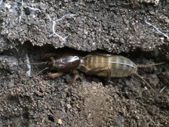 Gryllotalpa australis