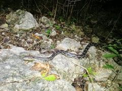 Pseudelaphe phaescens