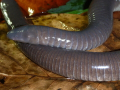Dermophis mexicanus
