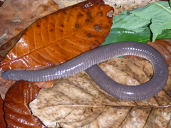 Dermophis mexicanus