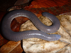 Dermophis mexicanus