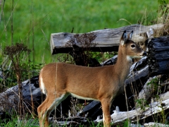 Odocoileus virginianus leucurus
