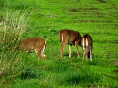 Odocoileus virginianus leucurus