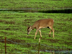Odocoileus virginianus leucurus