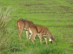 Odocoileus virginianus leucurus