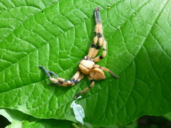 Olios simoni