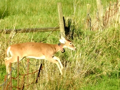 Odocoileus virginianus leucurus