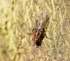 Helinomydaea fuscoflava