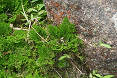 Anogramma leptophylla