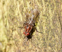 Helinomydaea fuscoflava