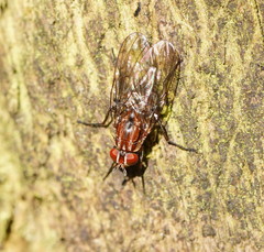 Helinomydaea fuscoflava