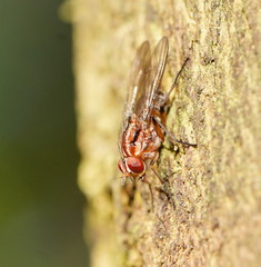 Helinomydaea fuscoflava