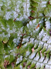 Dryopteris formosana