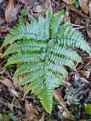 Dryopteris formosana