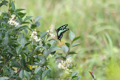 Graphium cloanthus