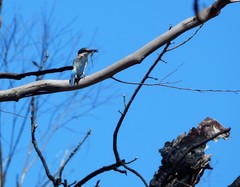 Todiramphus sanctus sanctus