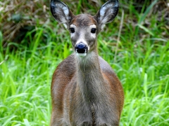 Odocoileus virginianus leucurus