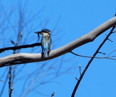 Todiramphus sanctus sanctus