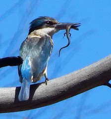 Todiramphus sanctus sanctus