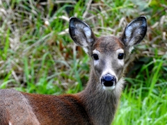 Odocoileus virginianus leucurus