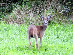 Odocoileus virginianus leucurus