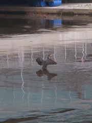 Phalacrocorax carbo