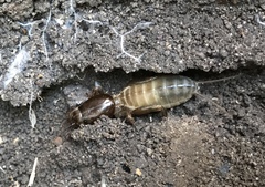 Gryllotalpa australis