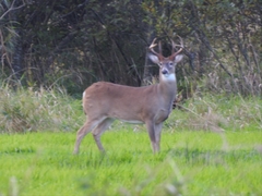 Odocoileus virginianus leucurus