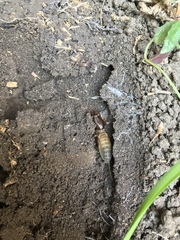 Gryllotalpa australis