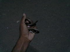 Oligodon taeniolatus