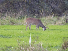 Odocoileus virginianus leucurus