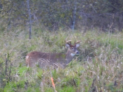 Odocoileus virginianus leucurus