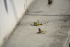 Conocephalus exemptus