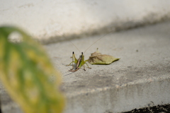 Conocephalus exemptus