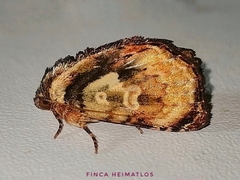 Drobeta