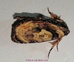Drobeta
